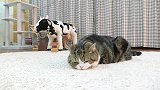 猫咪一看见盒子就动不了！真逗
