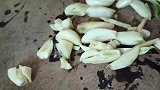 豉汁盘龙白鳝，口感软绵胶原满满，比吃烤鳗还香