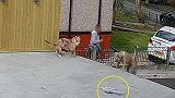 英国一快递员像扔飞盘一样扔包裹，东西被狗撕开