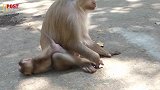 小猴：你确定是我的亲妈吗？对我怎么这么暴力
