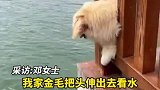 金毛看水不慎头被卡，问君能有几多愁，恰似金毛卡狗头