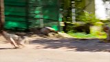 男子拿“假老虎”吓唬野猪，再配上蓝牙音箱，野猪：缺心眼么！