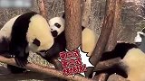 “国宝级”的打架！比赛开始：大熊猫干架也萌萌哒！