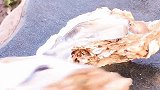 山间美食，原生态石板煎生蚝吃过吗？这味道一口一个香辣味