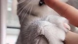 其实并没有口水出来哈哈哈，他就怕，可能有洁癖