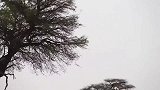 非洲野猫跳下米高的大树，山猫赶紧跟上你跳，我也跳！