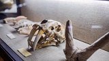 专家对泥河湾遗址中的古人类化石检测后，发现他们的活动轨迹起码有200万年抖出你的白鲸舞 正佳极地海洋世界