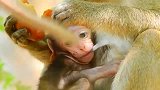 小猴子！有妈妈的孩子是个宝
