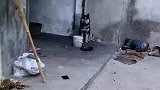 家里的二哈被人说丑，女子气不过站出来发声