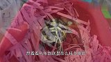 主人把乌龟放进冰箱，逼其冬眠，2个月后拿出主人有点懵