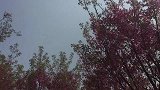 漫天的樱花雨，美到让人窒息，激动的想跳起来！