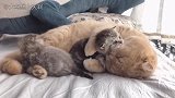 两只猫咪宝宝围着猫爸爸转，还争风吃醋，这该如何是好？