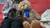 看到铲屎官宠爱别人，猫咪醋劲上来了，接下来忍住别笑