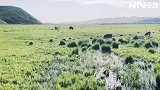 2024“遇见北疆”短视频采风活动｜山野的梦、狂野的风：这一种美，叫阿尔山