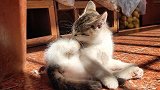 乡村萌宠纪录片，奔跑在阳光下的小奶猫