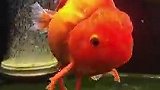超级可爱的金鱼，真的是太惹人喜欢了