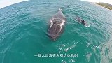 男子海边听到哀鸣声，竟发现一条搁浅的虎鲸，紧张的救援开始了