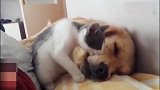 猫咪来找狗狗玩耍，趁狗狗睡觉偷偷跑过去咬了一口，模样太搞笑！