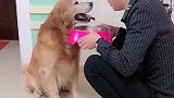 金毛生病不吃药，女主人拿自己的生命威胁金毛，结局好感动！
