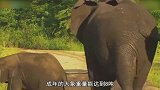 动物夏令营：大象暴力驱赶狮群，大象：我不发威你当我好欺负啊