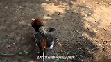 公鸡当老大当习惯了，这次嚣张到去欺负斗鸡，结果可惨了！