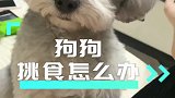 家里的小狗挑食怎么办？