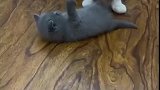 猫：看到没熊孩子，我一招就放倒了你！