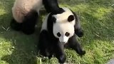 这个小视频火了，原来大熊猫是这样叫的，真是太意外了