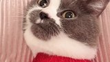 喜欢猫抓杯还是猫头盆？？？萌星人成长记