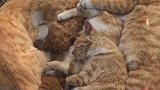 大树旁围着一堆流浪猫，看得我好想抱一只回家，实在是太可爱了！