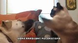猫咪坐在路口，迎接柴犬回家，狗狗开心的乱了分寸
