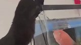 猫咪趴在鱼缸上围观，结果被鱼无故袭击