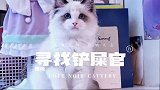 如果需要治愈的话，摸摸小猫咪去吧