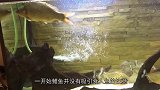 食人鱼厉害，到底厉害到什么程度呢看看这鲤鱼和鸭子吧