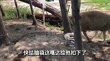 实拍小羊下羊羔，2个还是3个大家猜，全家乐的要办酒席