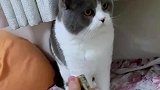 猫咪看见主人拿打火机点火就扇，这是喵星禁烟大使吧