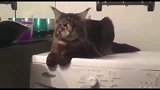这是一只喜欢抖动的猫咪，天天喜欢趴在洗衣机上面