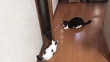 从小一起长大的小奶猫，面对卡在门缝的绳子，展开一场拉锯战