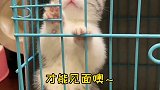 这妹妹也太可爱了吧～究竟该给她取什么名字好呢？小奶猫