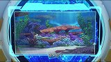 宇宙护卫队：双髻鲨先生莫名失踪，海马先生向宇宙护卫队求救！