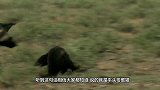 世界上最凶狠的动物，能直接咬穿平头哥，被当地人称为“恶魔”