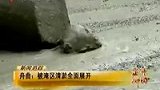 舟曲加紧河道清淤疏通 洪水持续20天未退-8月31日