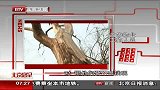 北京您早-20120301-树死几年立院中 居民出行有隐患