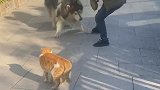狗子看见喵星人时的搞笑反应，怂的很！