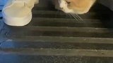 社恐的猫咪第一天出门，吓得躲进女生裙子里