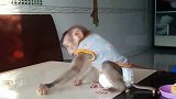 爱当吃瓜群众的两只小猴子
