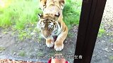 把孩子放在老虎面前会发生啥这“大猫”的反应有点逗