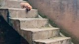 见过狗狗这样后空翻下楼梯的吗？真的是又心疼又好笑