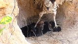 老鹰赶走了母狗，霸占了狗窝，真是太损了！