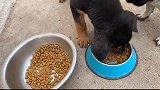 狗子：兄弟你别过分，怎么老给我抢食！